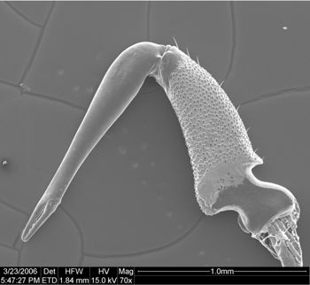 Media type: image;   Invertebrate Zoology 134693